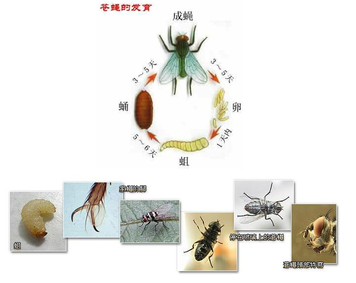 蟲(chóng)害防治