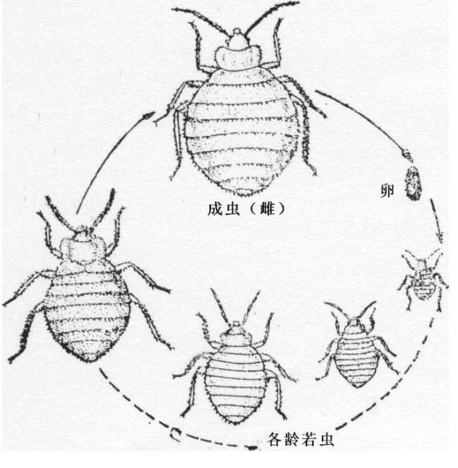 蟲(chóng)害防治